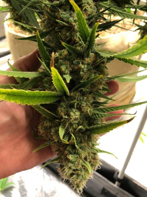 White Domina Kannabia Indoor Spring 26. Week 18