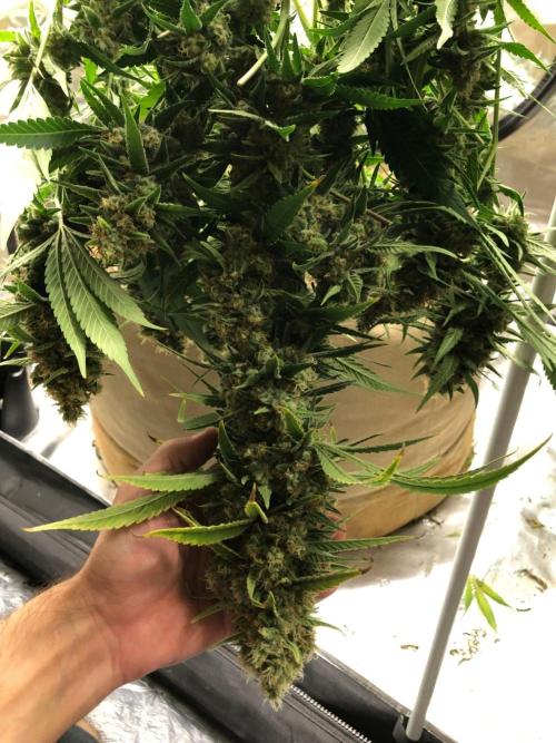 White Domina Kannabia Indoor Spring 26. Week 18