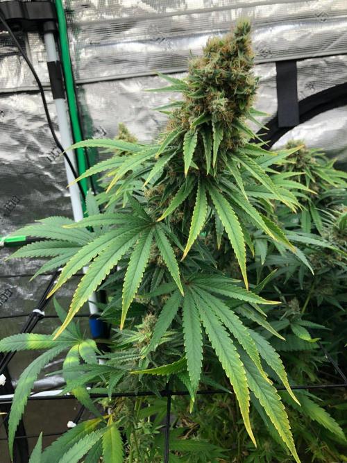 White Domina Kannabia Indoor Spring 26. Week 18