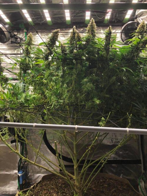 White Domina Kannabia Indoor Spring 26. Week 18