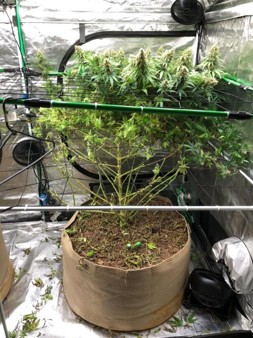 White Domina Kannabia Indoor Spring 26. Week 18