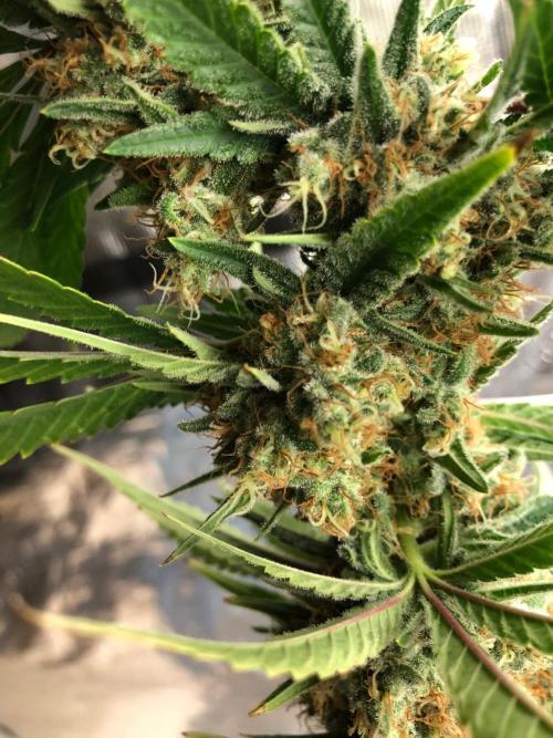 White Domina Kannabia Indoor Spring 26. Week 18