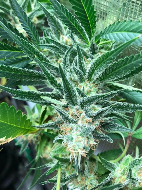 White Domina Kannabia Indoor Spring 26. Week 18