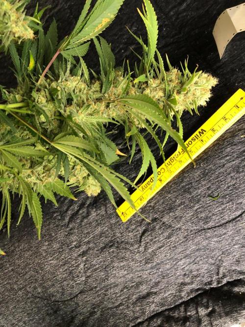 White Domina Kannabia Indoor Spring 26. Week 18