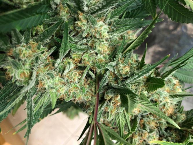 White Domina Kannabia Indoor Spring 26. Week 18