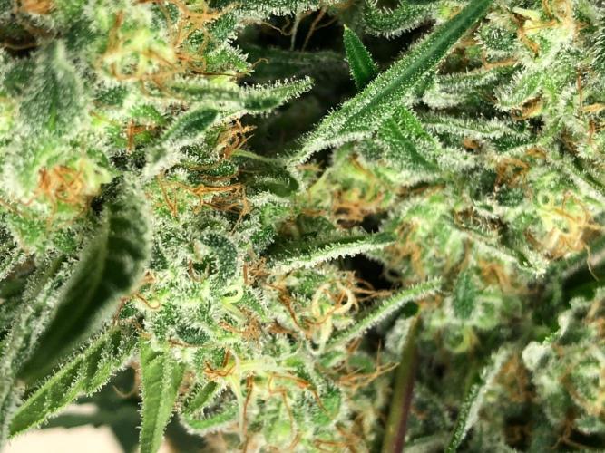 White Domina Kannabia Indoor Spring 26. Week 18