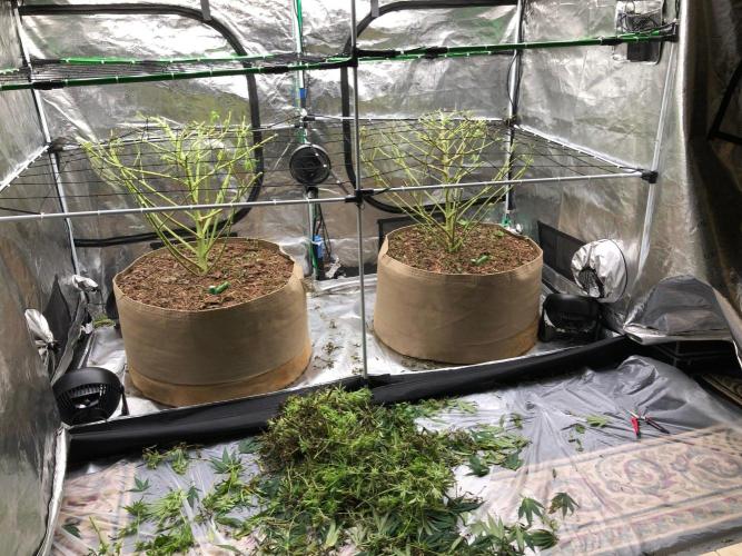 White Domina Kannabia Indoor Spring 26. Week 18