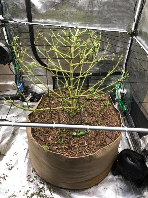 White Domina Kannabia Indoor Spring 26. Week 18