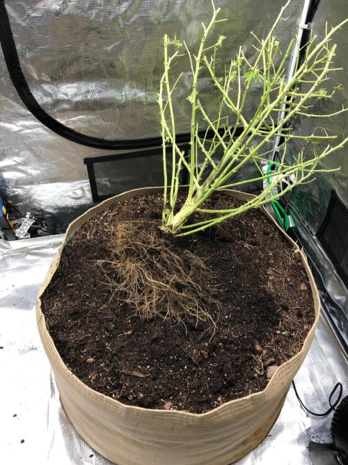 White Domina Kannabia Indoor Spring 26. Week 18