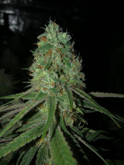 Critical Purple Kush Seedsman Indoor. Week 18