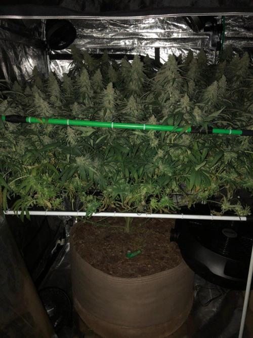 Critical Purple Kush Seedsman Indoor. Week 18