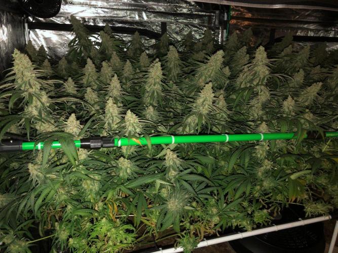 Critical Purple Kush Seedsman Indoor. Week 18
