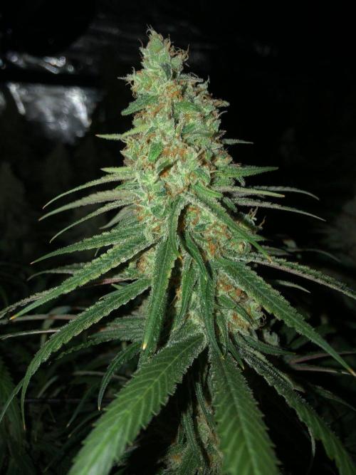 Critical Purple Kush Seedsman Indoor. Week 18