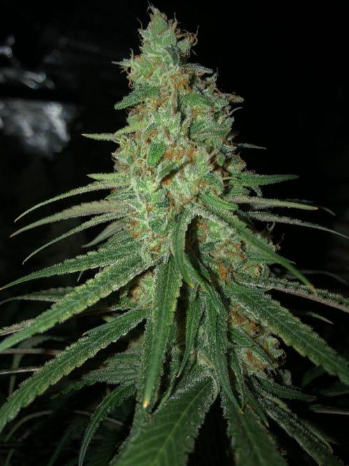 Critical Purple Kush Seedsman Indoor. Week 18