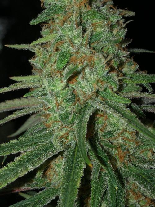 Critical Purple Kush Seedsman Indoor. Week 18