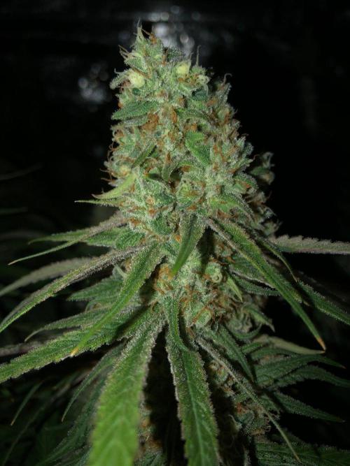 Critical Purple Kush Seedsman Indoor. Week 18