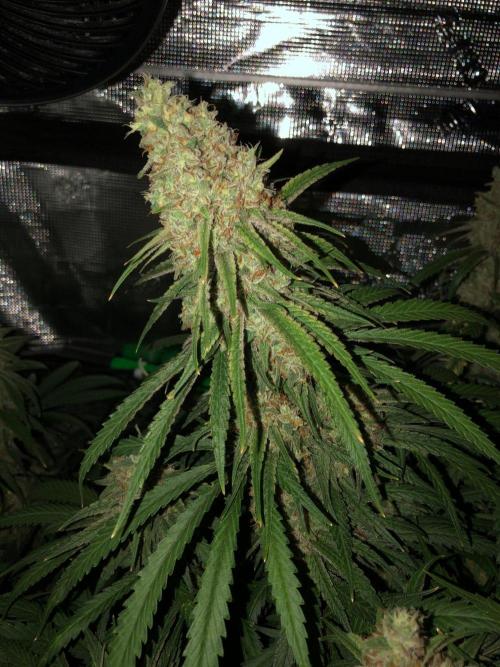 Critical Purple Kush Seedsman Indoor. Week 18