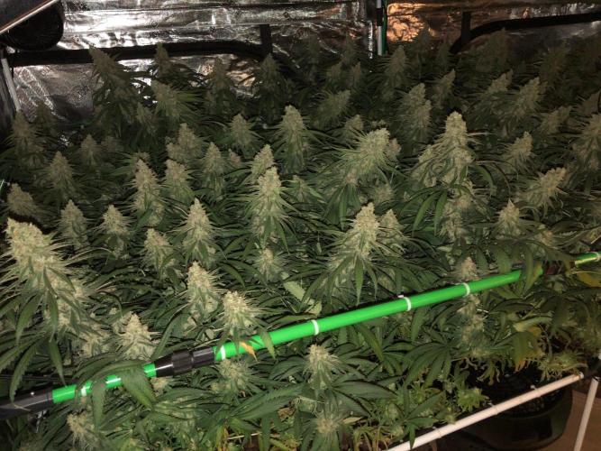 Critical Purple Kush Seedsman Indoor. Week 18