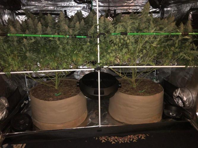 Critical Purple Kush Seedsman Indoor. Week 18