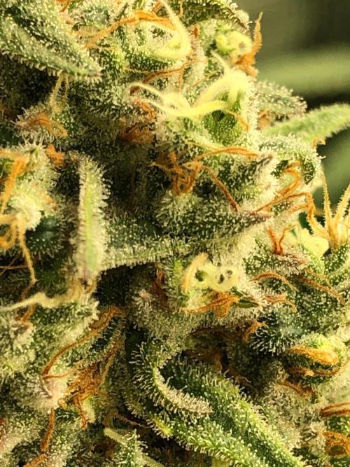 Critical Purple Kush Seedsman Indoor. Week 18