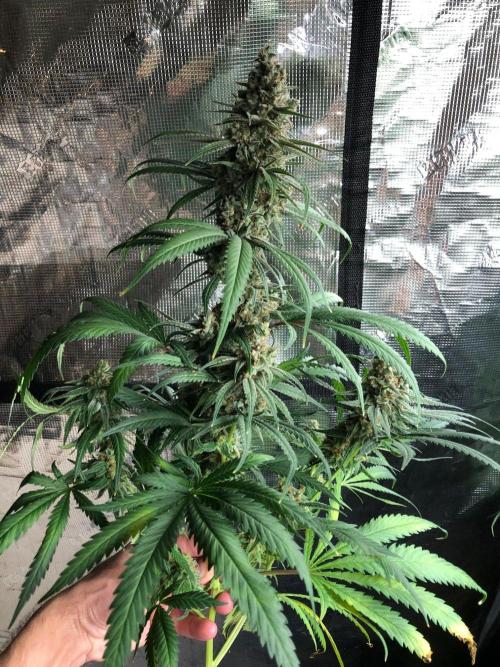 Critical Purple Kush Seedsman Indoor. Week 18
