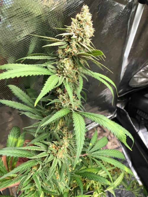 Critical Purple Kush Seedsman Indoor. Week 18