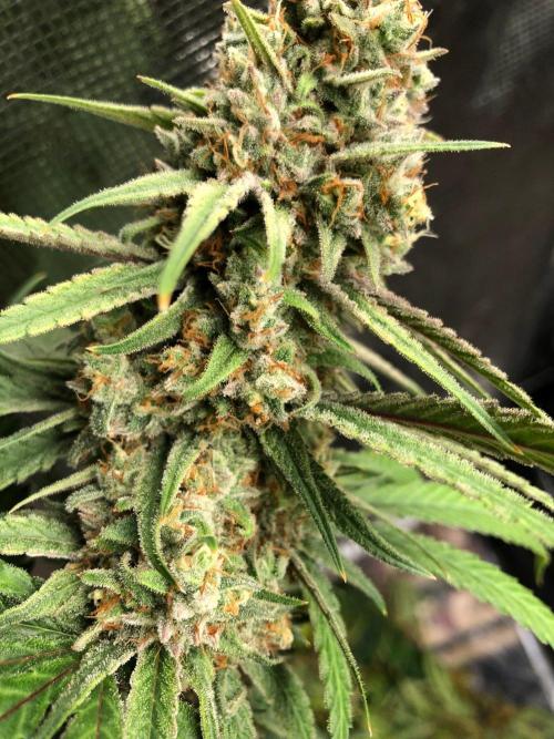 Critical Purple Kush Seedsman Indoor. Week 18