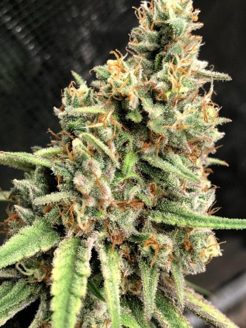 Critical Purple Kush Seedsman Indoor. Week 18