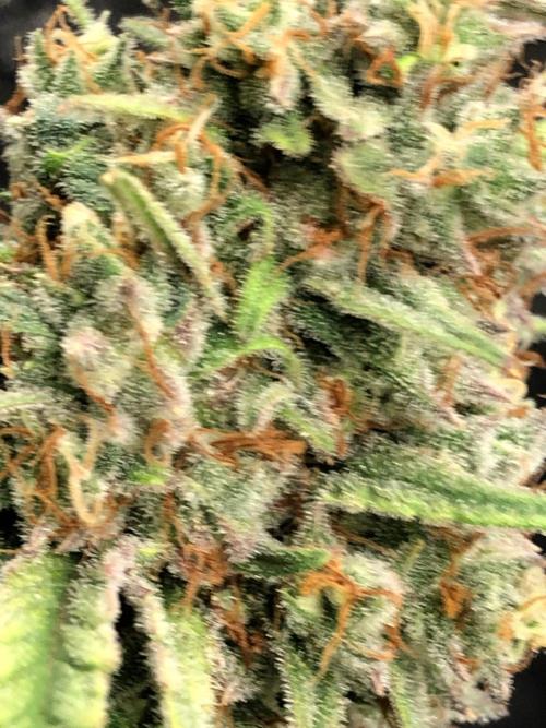 Critical Purple Kush Seedsman Indoor. Week 18