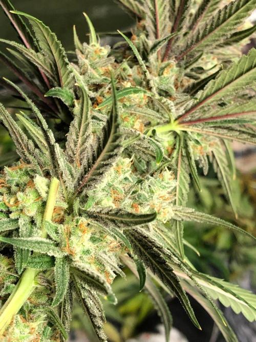 Critical Purple Kush Seedsman Indoor. Week 18