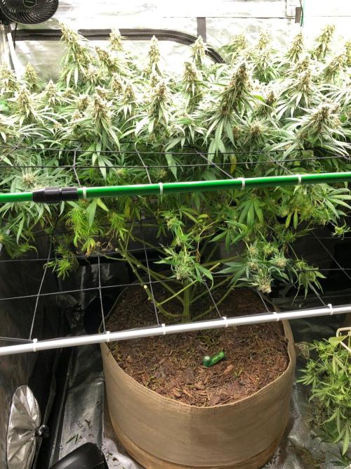 Critical Purple Kush Seedsman Indoor. Week 18