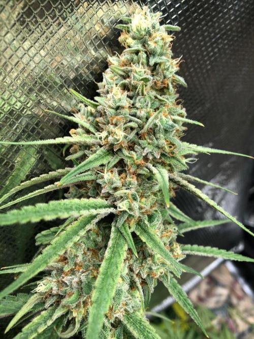 Critical Purple Kush Seedsman Indoor. Week 18