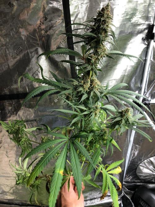 Critical Purple Kush Seedsman Indoor. Week 18