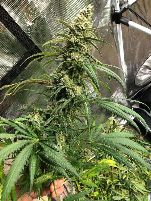 Critical Purple Kush Seedsman Indoor. Week 18