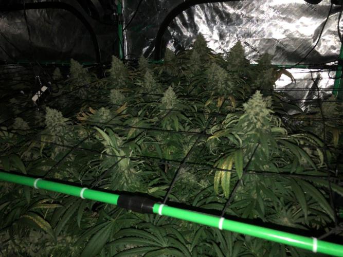 Colombian Jack Kannabia Indoor Spring 26. Week 18