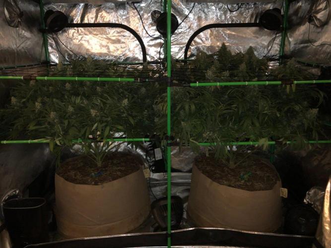 Colombian Jack Kannabia Indoor Spring 26. Week 18