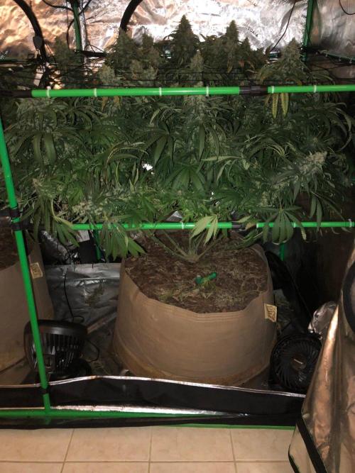 Colombian Jack Kannabia Indoor Spring 26. Week 18