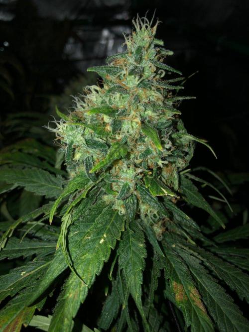 Colombian Jack Kannabia Indoor Spring 26. Week 18