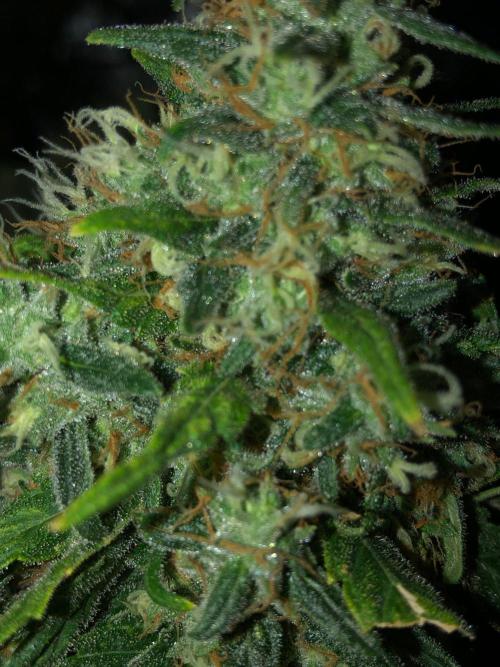 Colombian Jack Kannabia Indoor Spring 26. Week 18