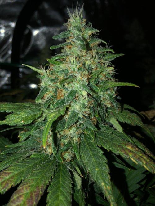 Colombian Jack Kannabia Indoor Spring 26. Week 18