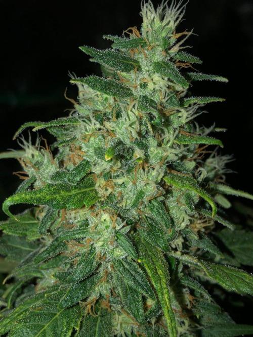 Colombian Jack Kannabia Indoor Spring 26. Week 18