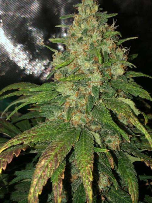 Colombian Jack Kannabia Indoor Spring 26. Week 18