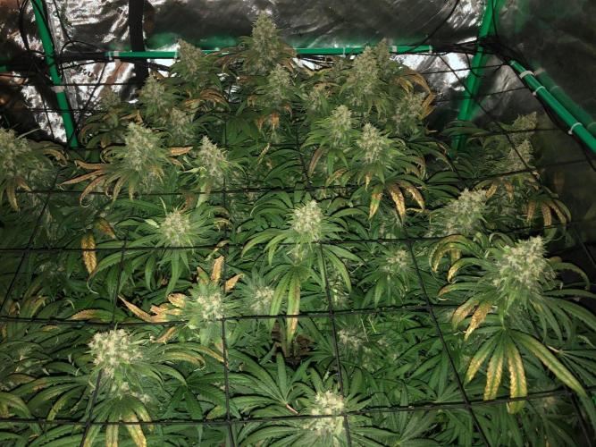 Colombian Jack Kannabia Indoor Spring 26. Week 18