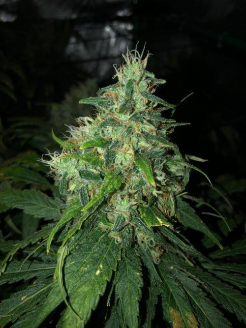 Colombian Jack Kannabia Indoor Spring 26. Week 18