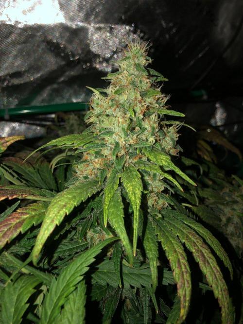 Colombian Jack Kannabia Indoor Spring 26. Week 18