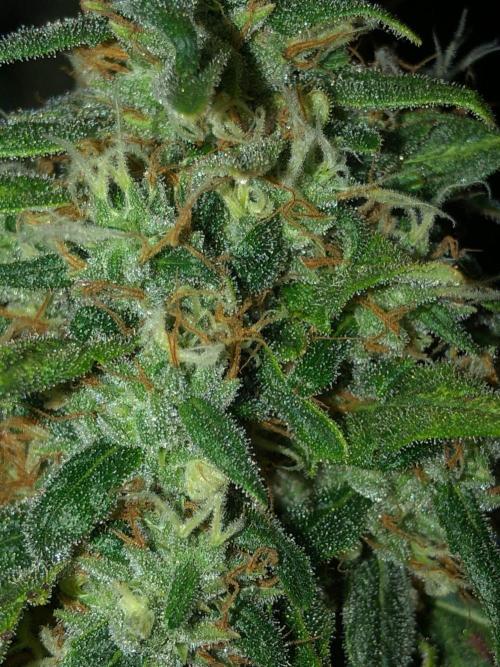 Colombian Jack Kannabia Indoor Spring 26. Week 18