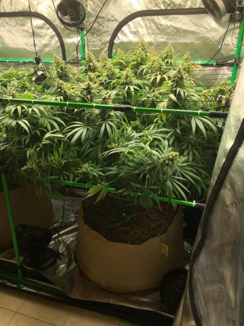 Colombian Jack Kannabia Indoor Spring 26. Week 18
