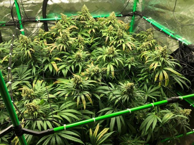 Colombian Jack Kannabia Indoor Spring 26. Week 18