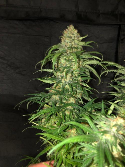 Colombian Jack Kannabia Indoor Spring 26. Week 18