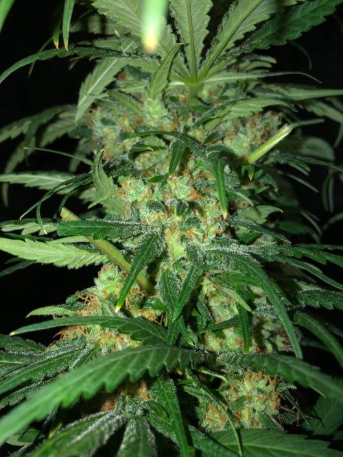 Colombian Jack Kannabia Indoor Spring 26. Week 18